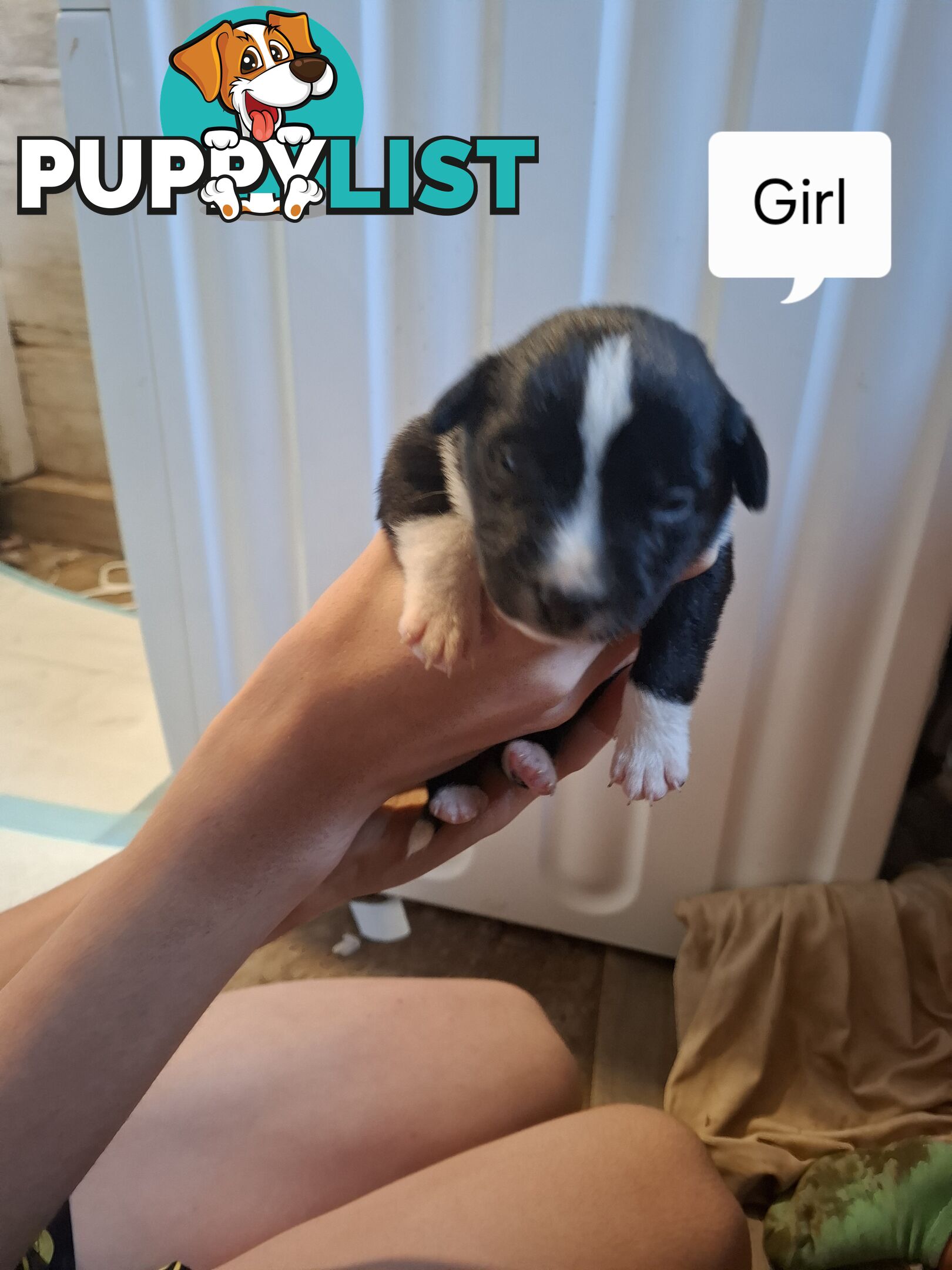 Chocolate Border Collie Cross