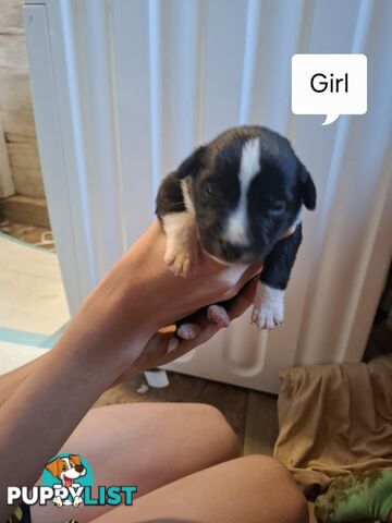 Chocolate Border Collie Cross