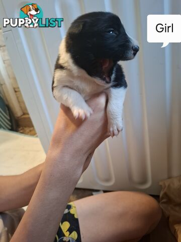 Chocolate Border Collie Cross