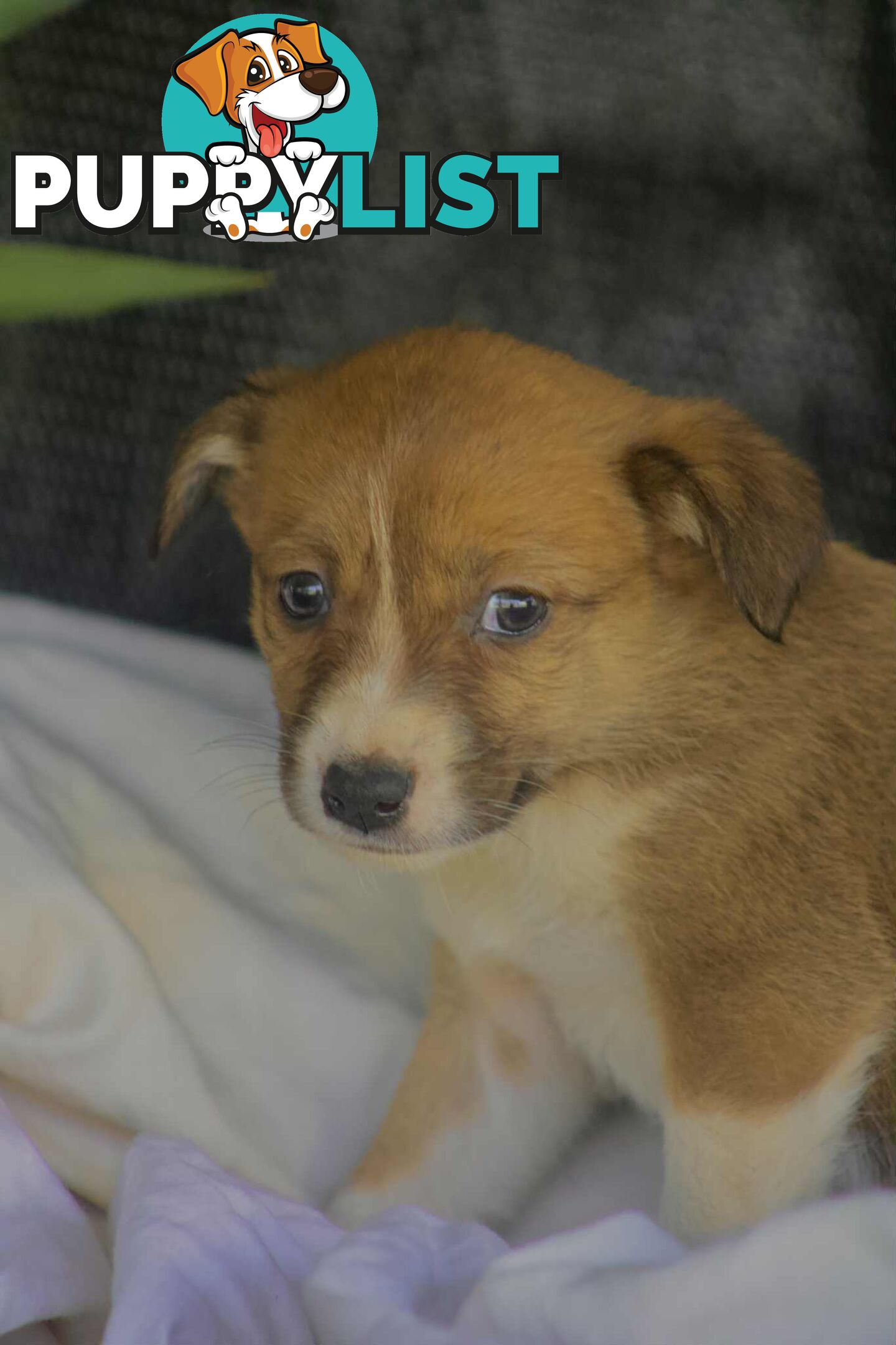 Chocolate Border Collie Cross