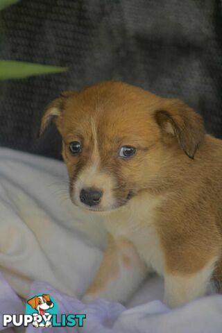 Chocolate Border Collie Cross