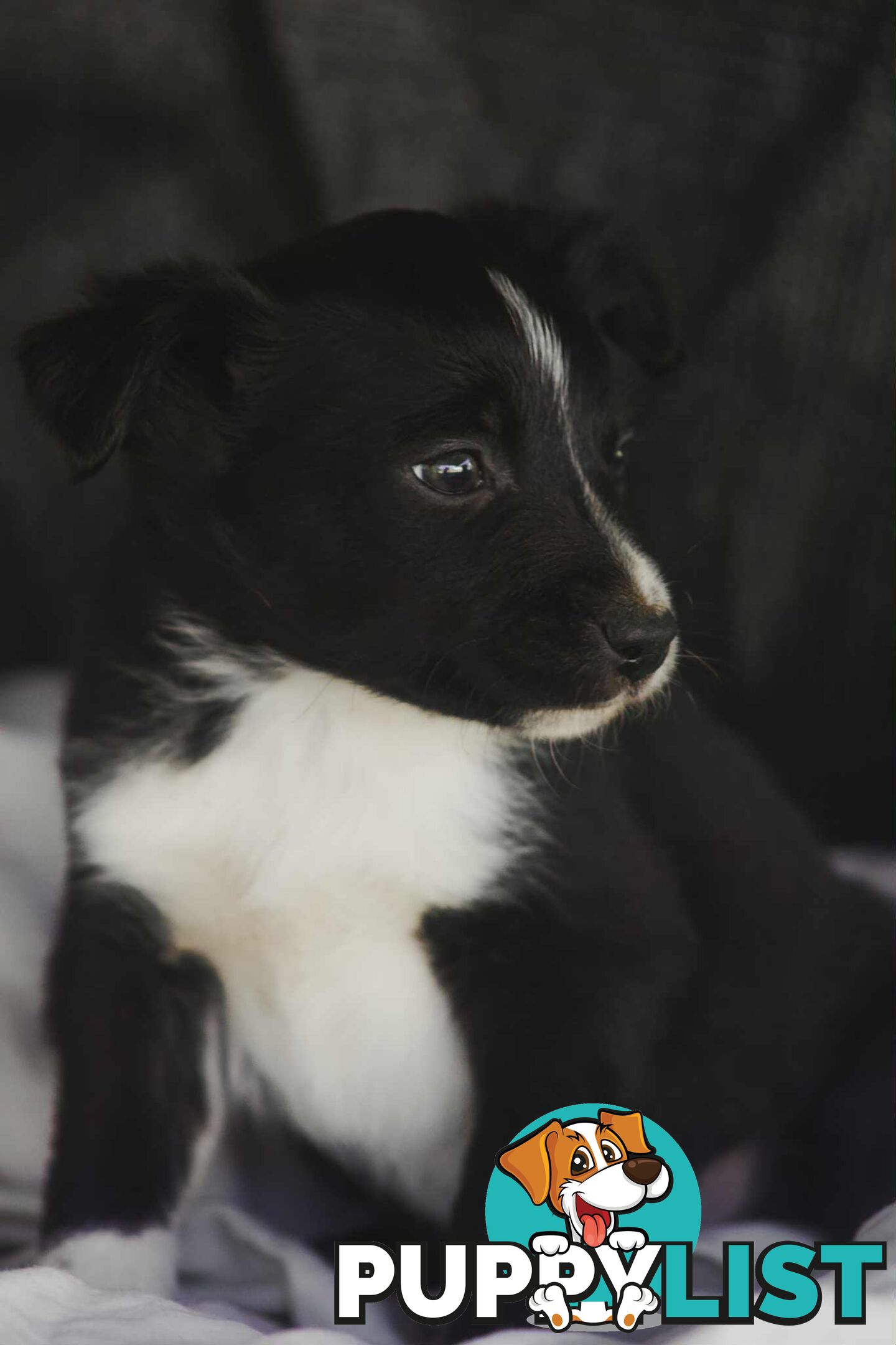 Chocolate Border Collie Cross