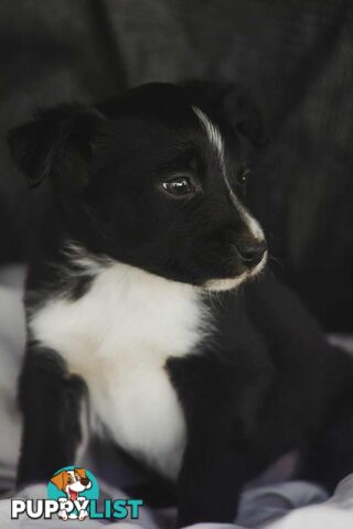Chocolate Border Collie Cross