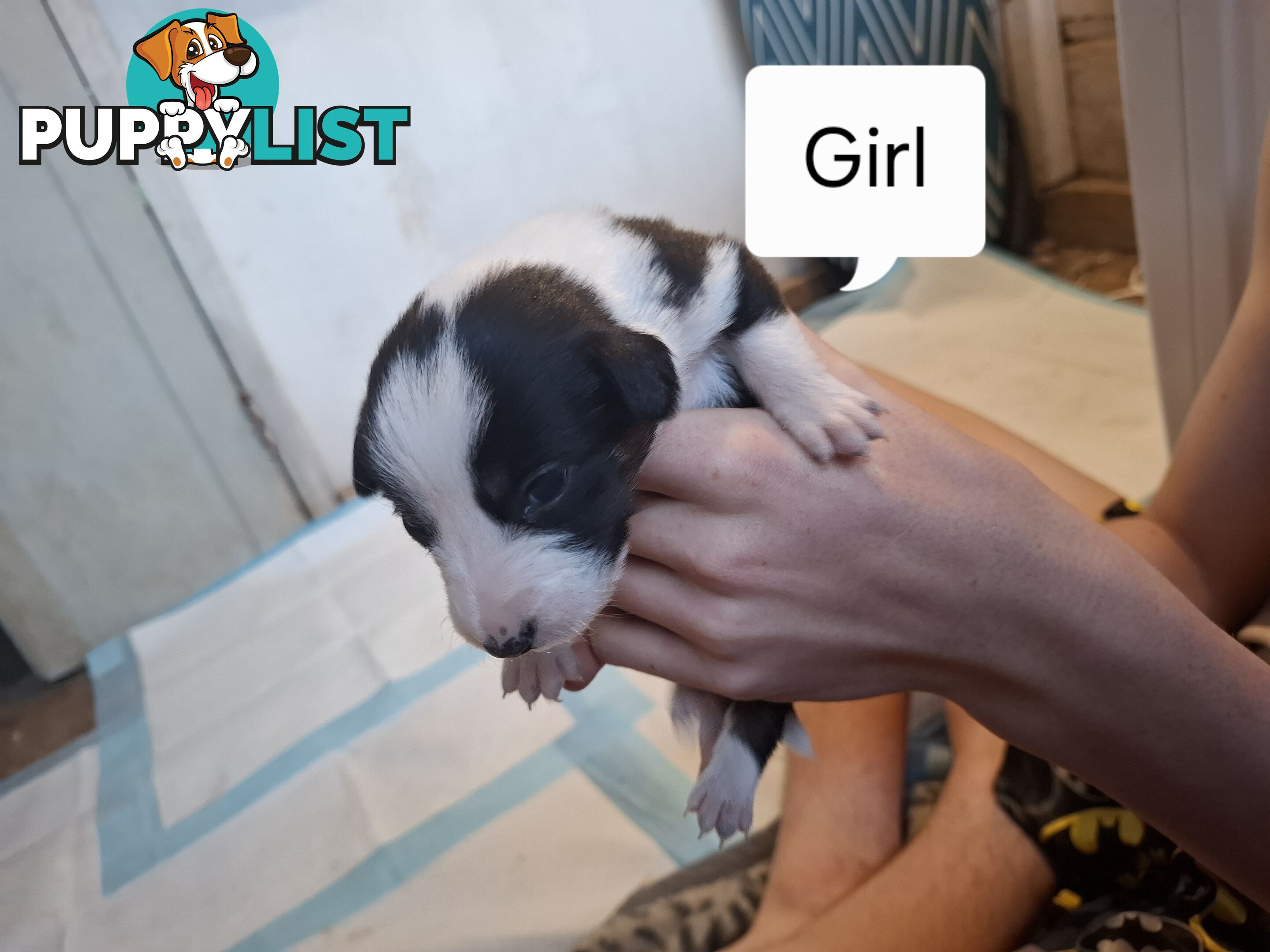 Chocolate Border Collie Cross