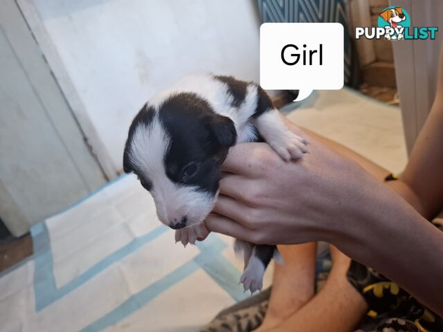 Chocolate Border Collie Cross