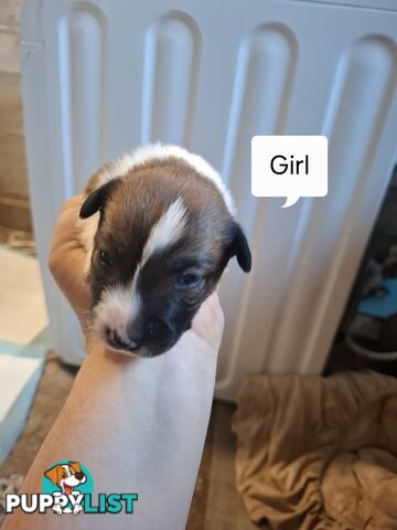 Chocolate Border Collie Cross