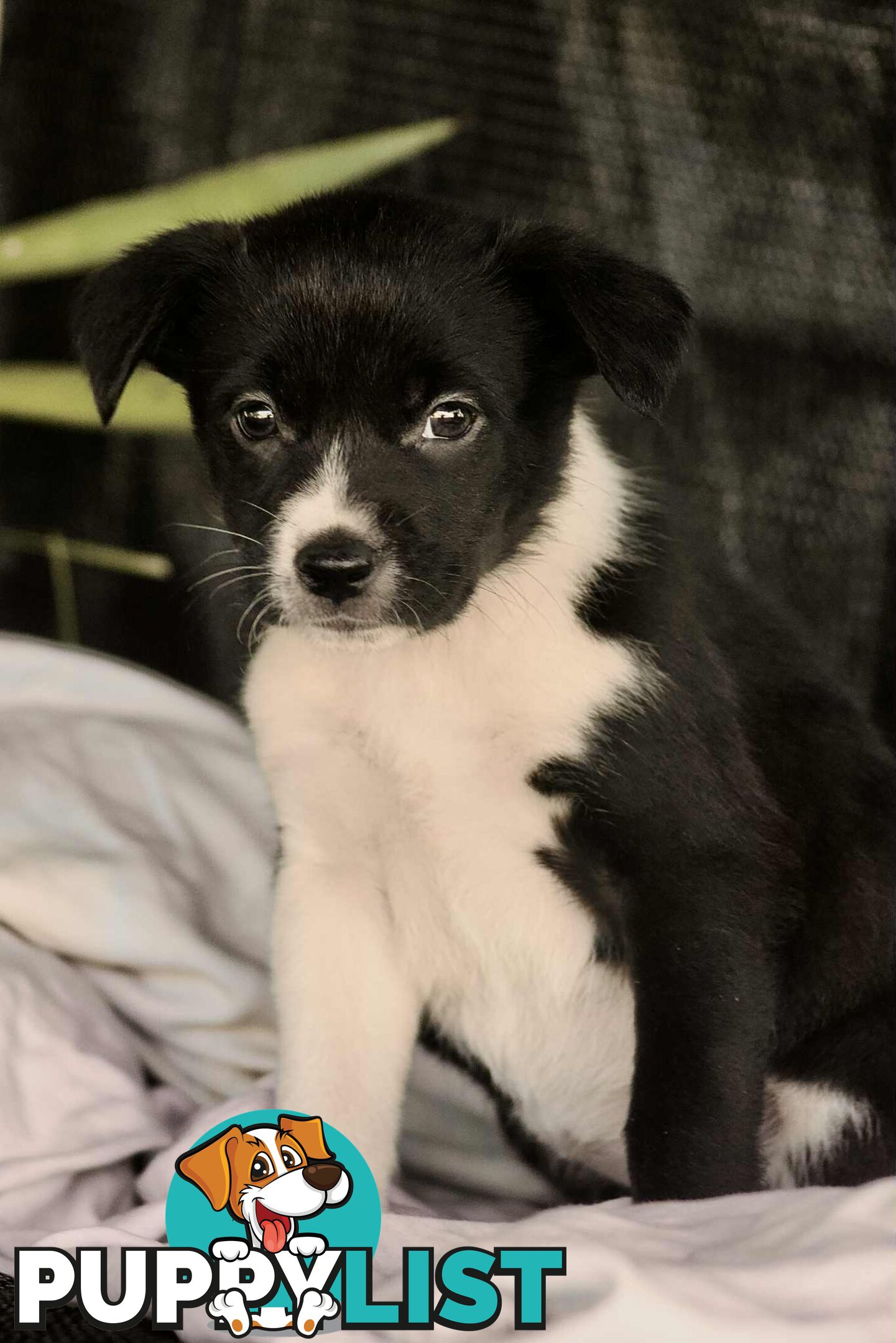 Chocolate Border Collie Cross