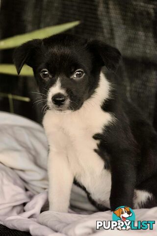 Chocolate Border Collie Cross