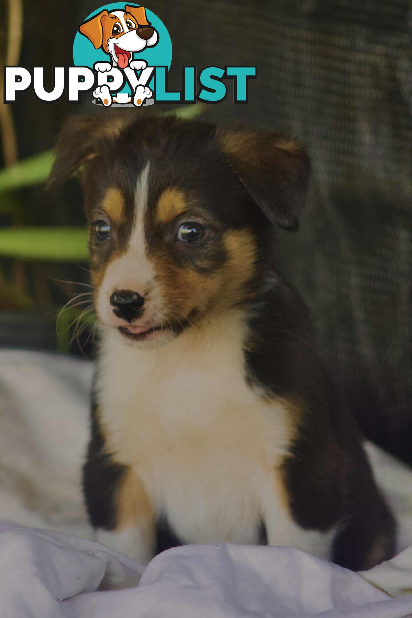 Chocolate Border Collie Cross