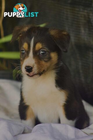 Chocolate Border Collie Cross