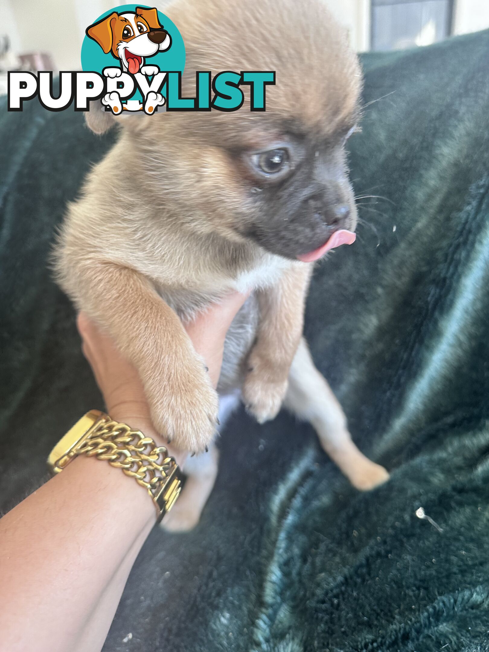 Only 5 left! Mini (Teddybear) Pomeranian x Chug Puppies