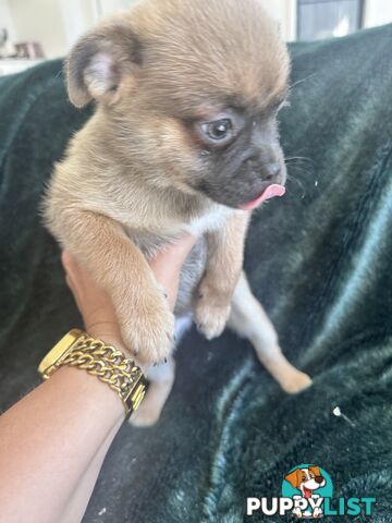 Only 5 left! Mini (Teddybear) Pomeranian x Chug Puppies