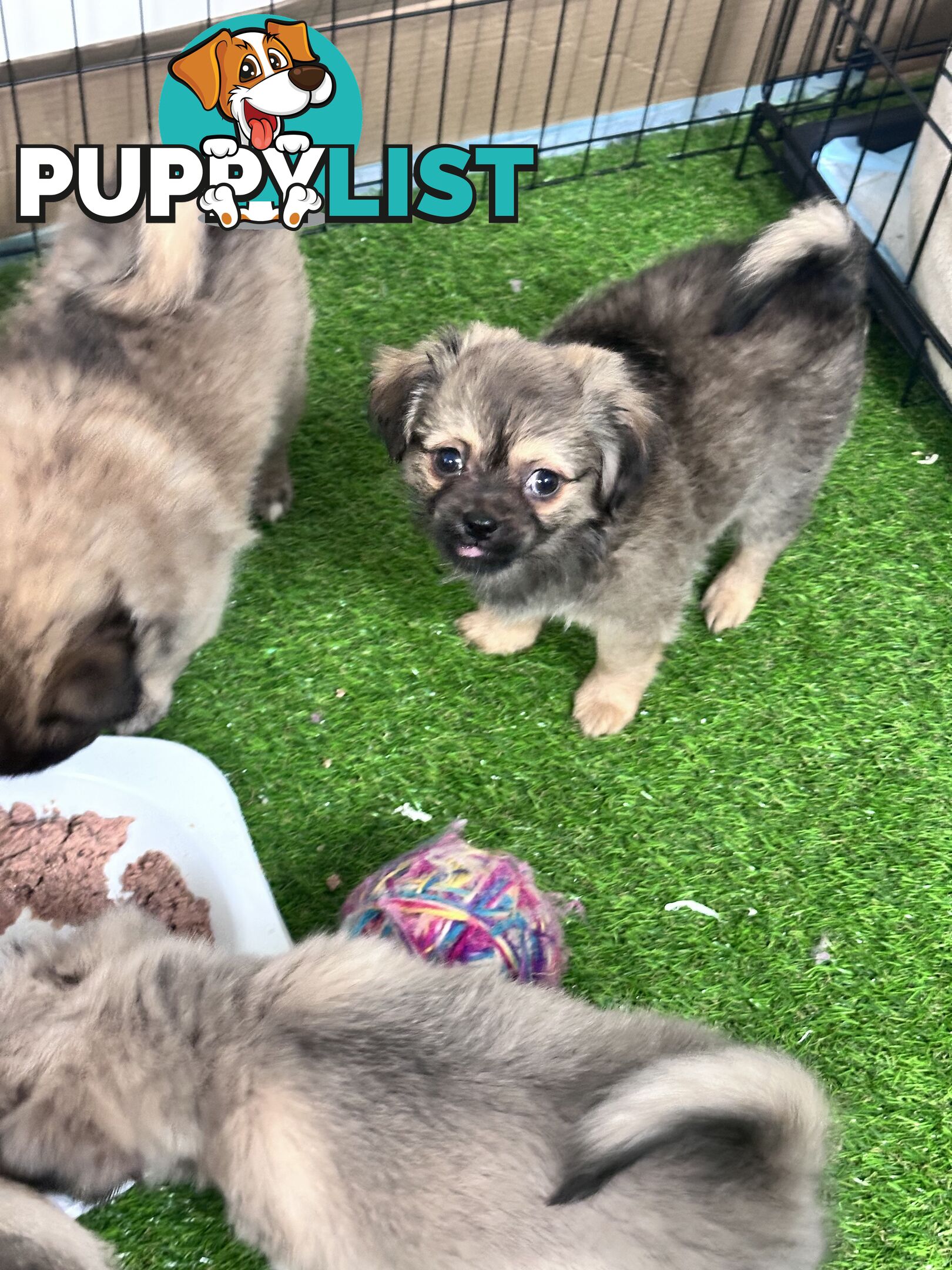 Only 5 left! Mini (Teddybear) Pomeranian x Chug Puppies