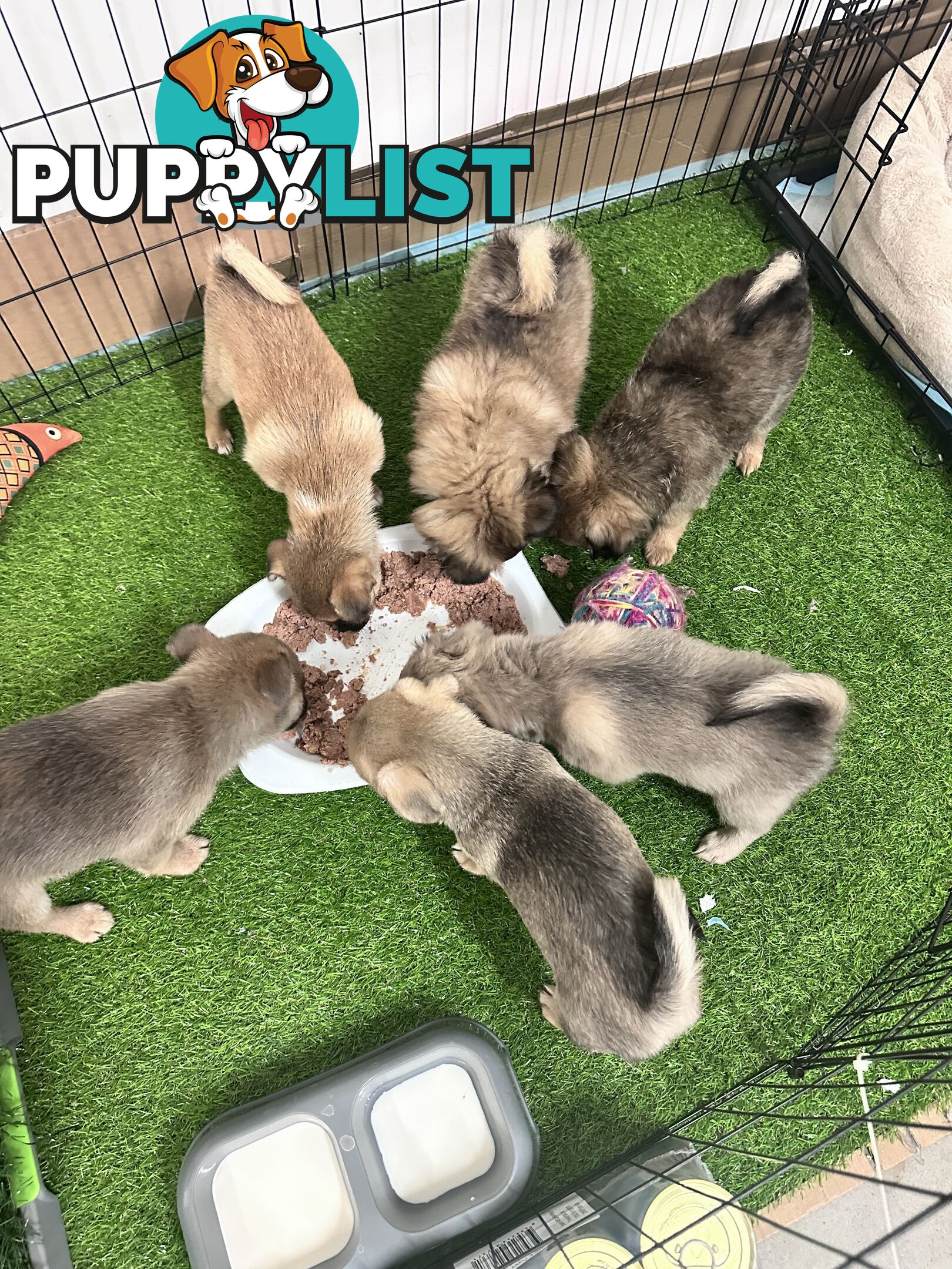 Only 5 left! Mini (Teddybear) Pomeranian x Chug Puppies