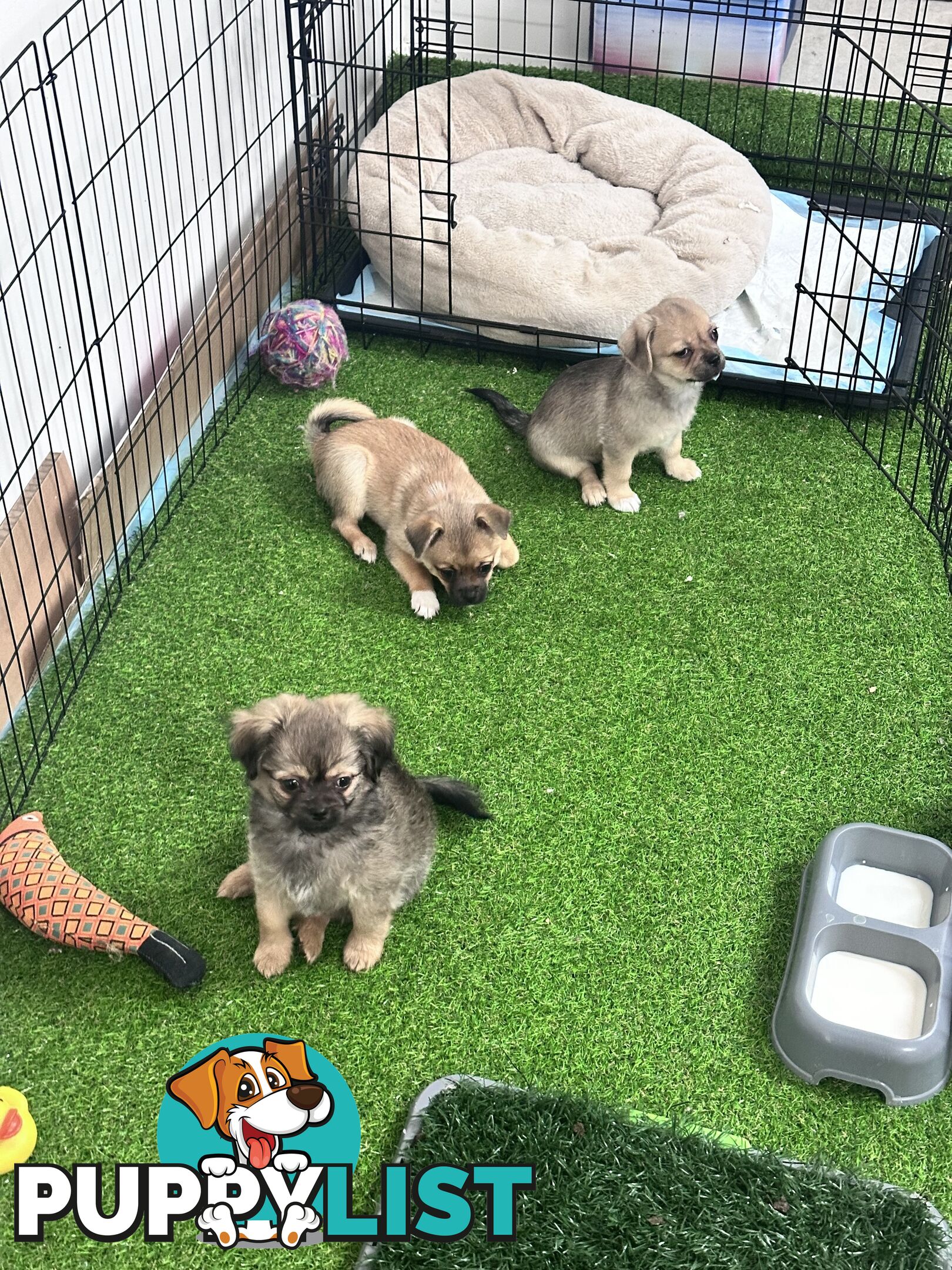 Only 5 left! Mini (Teddybear) Pomeranian x Chug Puppies