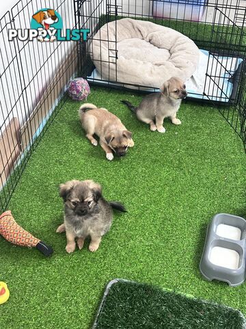 Only 5 left! Mini (Teddybear) Pomeranian x Chug Puppies