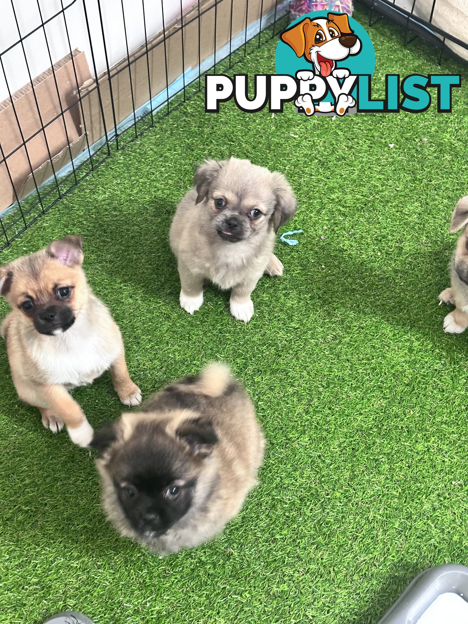 Only 5 left! Mini (Teddybear) Pomeranian x Chug Puppies