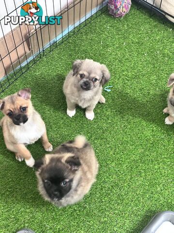 Only 5 left! Mini (Teddybear) Pomeranian x Chug Puppies