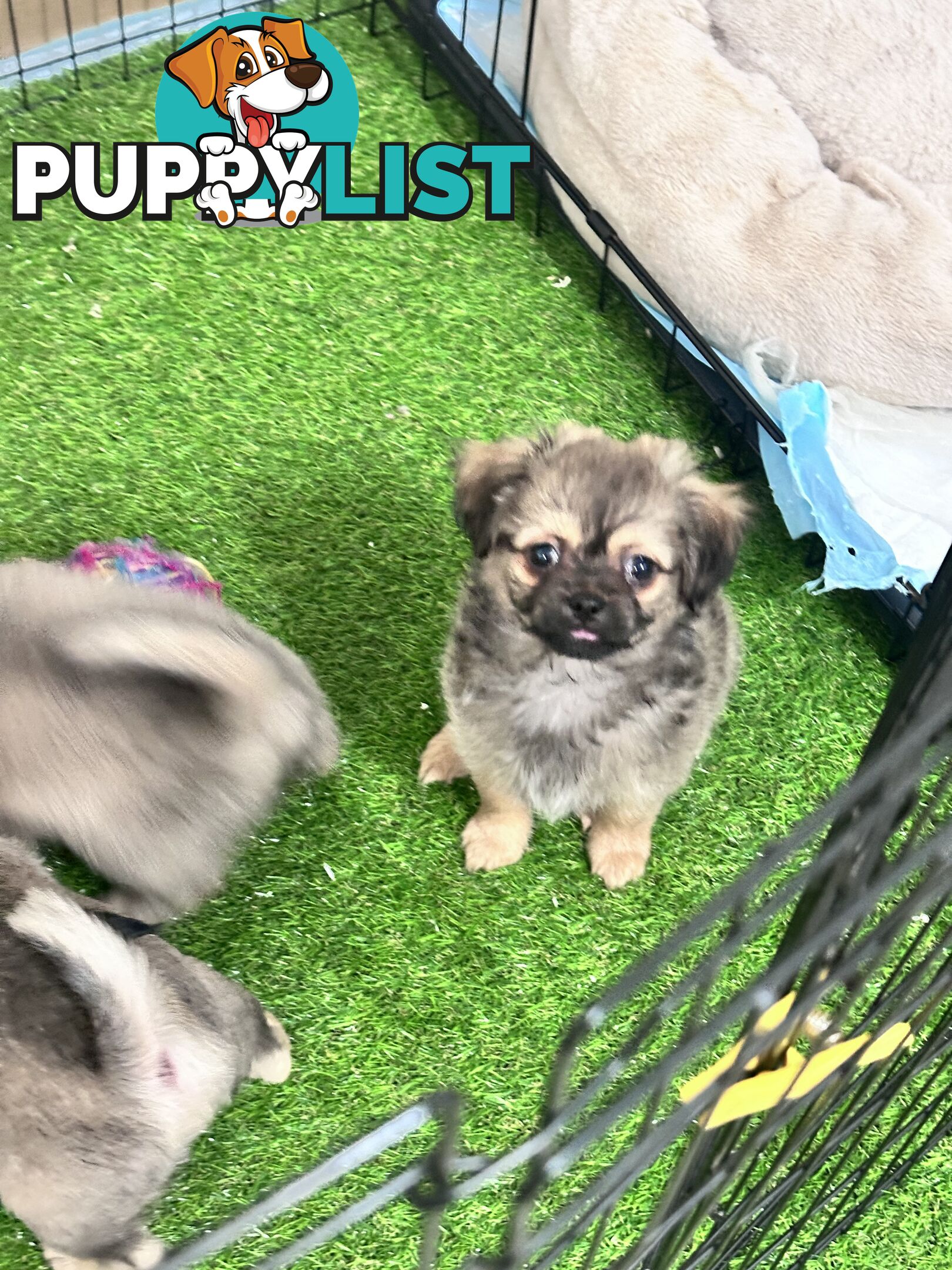 Only 5 left! Mini (Teddybear) Pomeranian x Chug Puppies