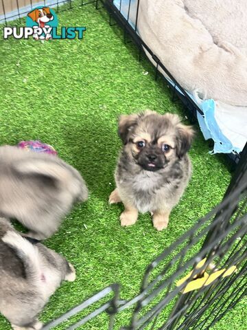 Only 5 left! Mini (Teddybear) Pomeranian x Chug Puppies