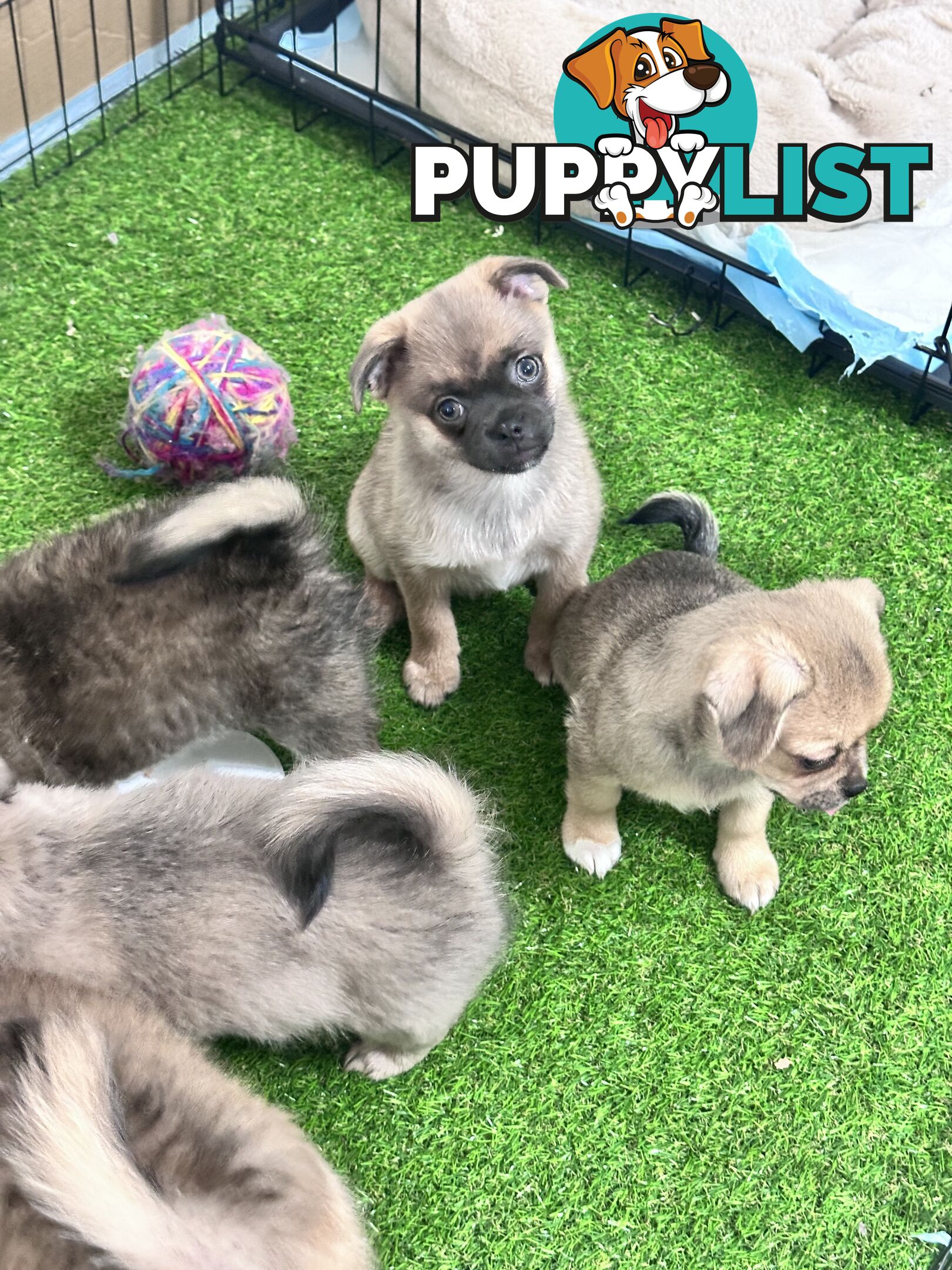 Only 5 left! Mini (Teddybear) Pomeranian x Chug Puppies