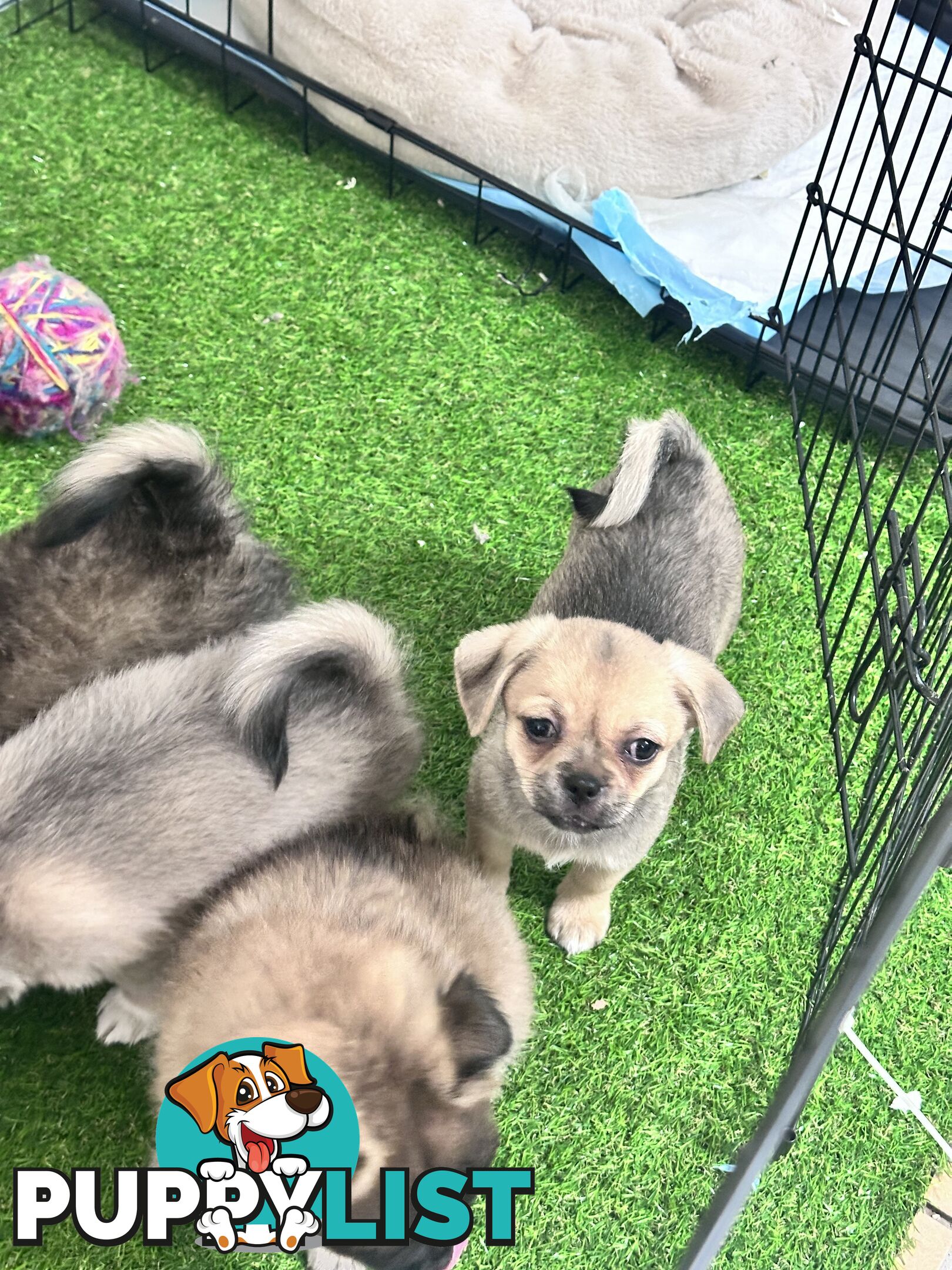 Only 5 left! Mini (Teddybear) Pomeranian x Chug Puppies