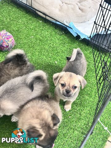 Only 5 left! Mini (Teddybear) Pomeranian x Chug Puppies