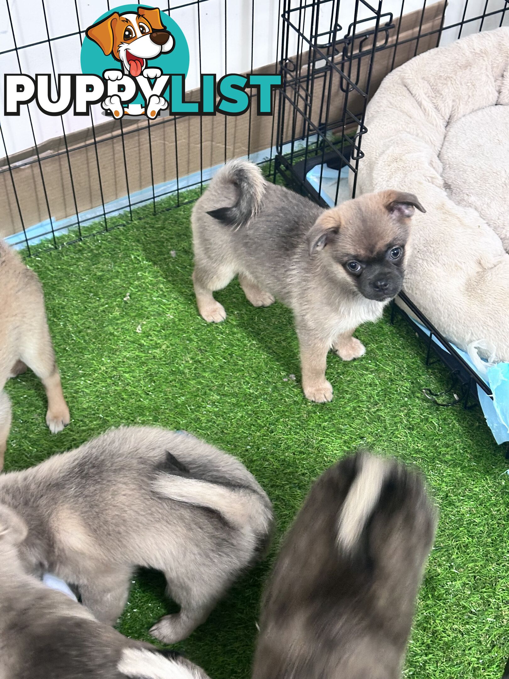 Only 5 left! Mini (Teddybear) Pomeranian x Chug Puppies