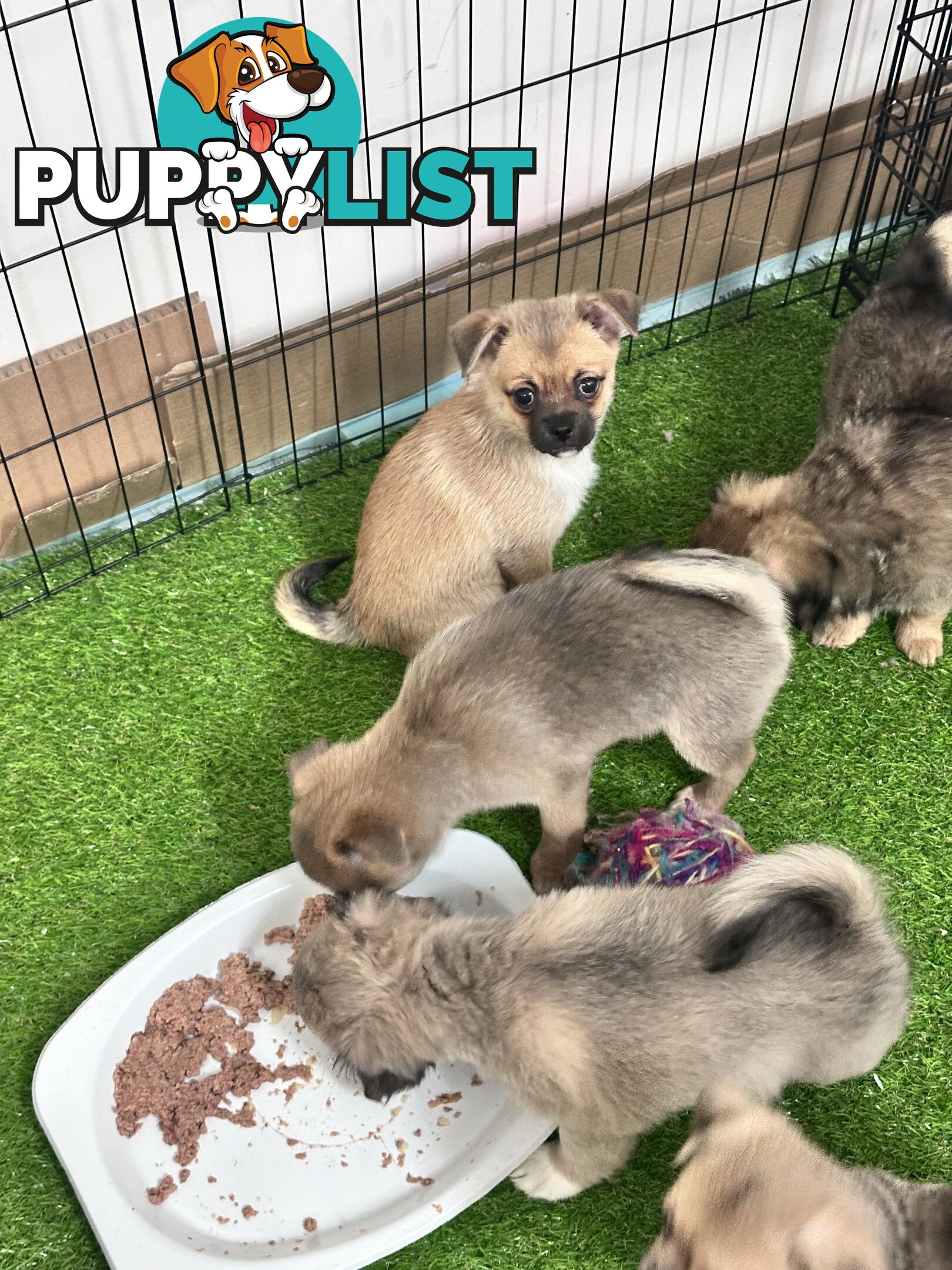 Only 5 left! Mini (Teddybear) Pomeranian x Chug Puppies