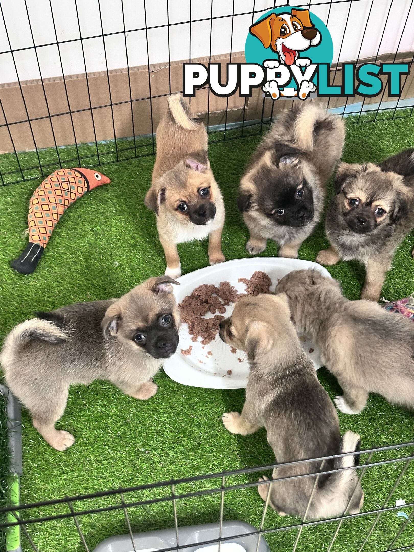 Only 5 left! Mini (Teddybear) Pomeranian x Chug Puppies