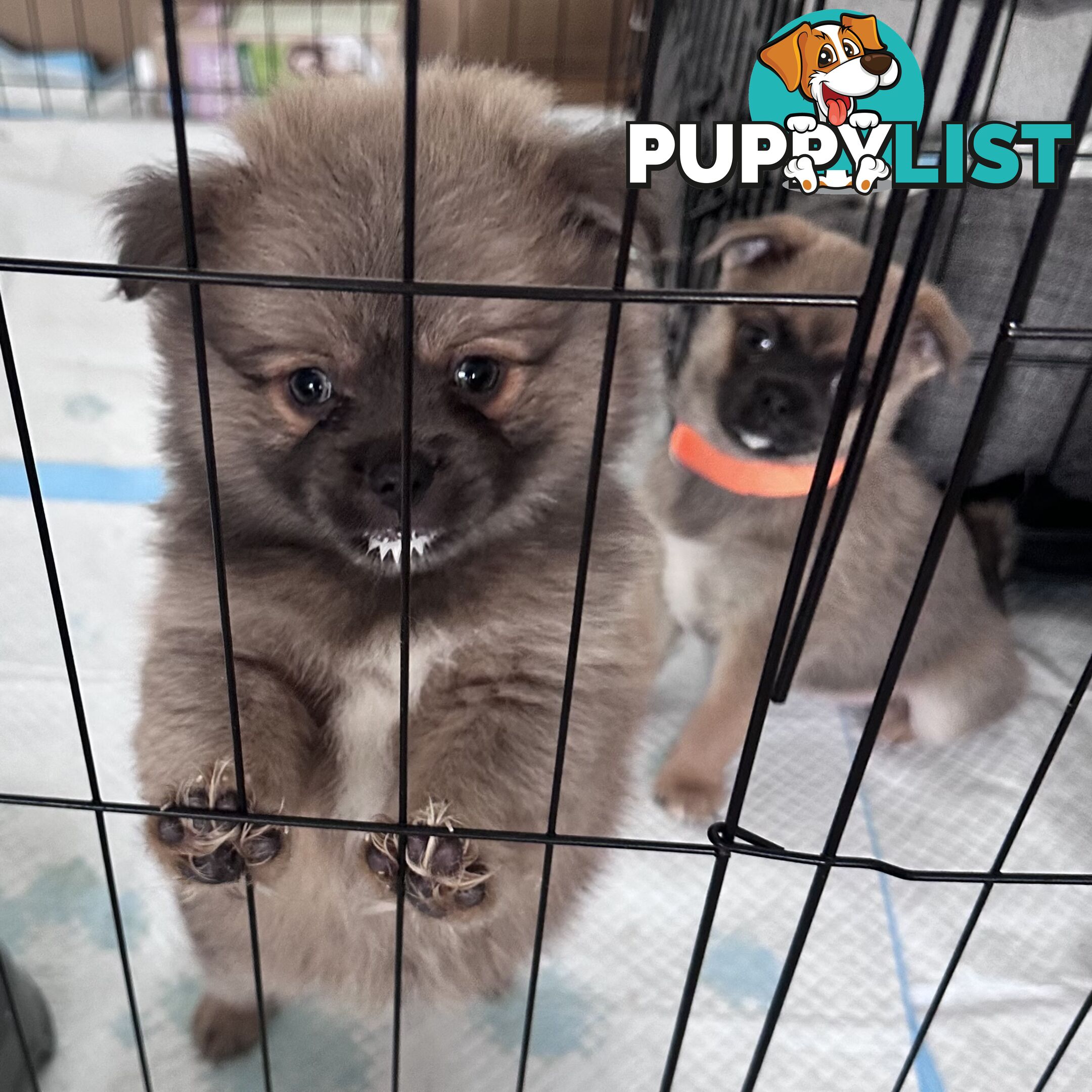 7x Miniature (Teddybear) Pomeranian x Chug Puppies