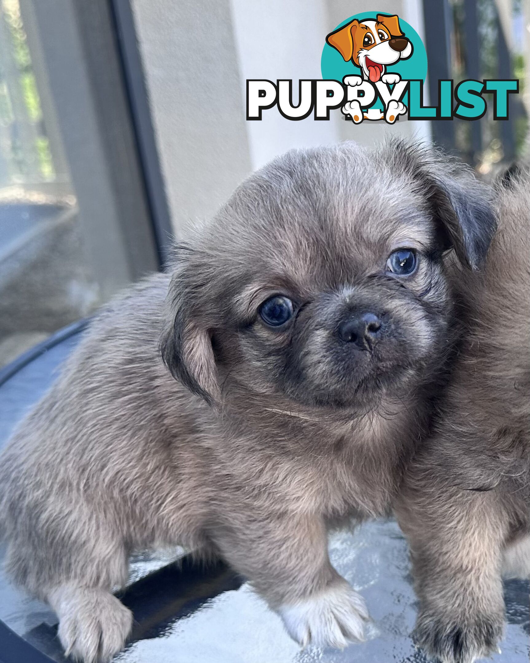 Only 5 left! Mini (Teddybear) Pomeranian x Chug Puppies