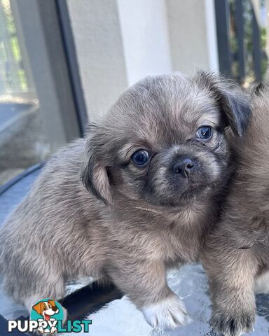 Only 5 left! Mini (Teddybear) Pomeranian x Chug Puppies