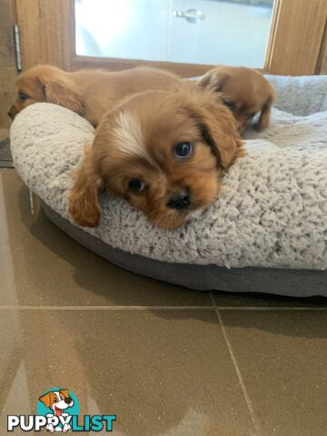 Cavoodle puppies