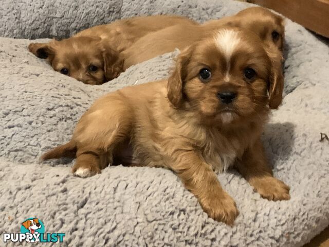 Cavoodle puppies