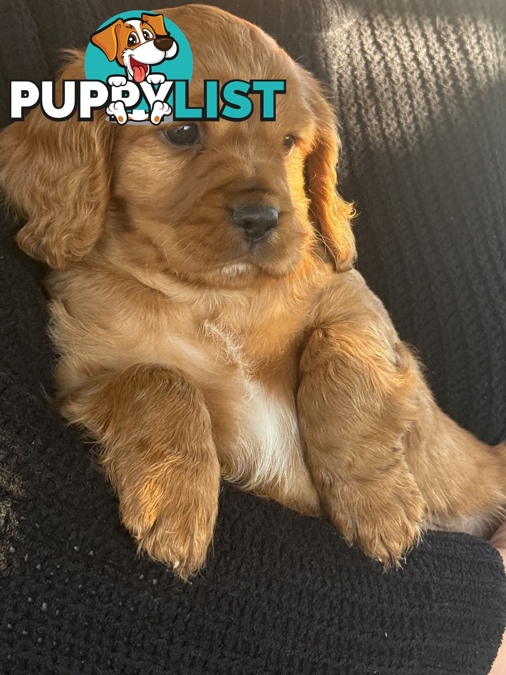Cavoodle puppies