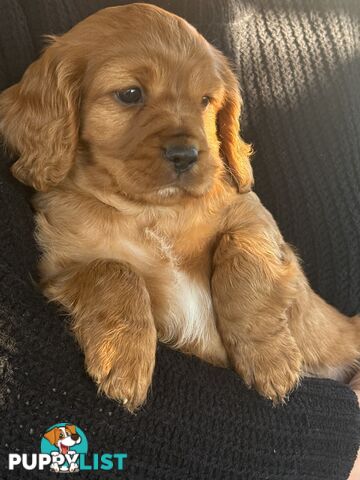 Cavoodle puppies