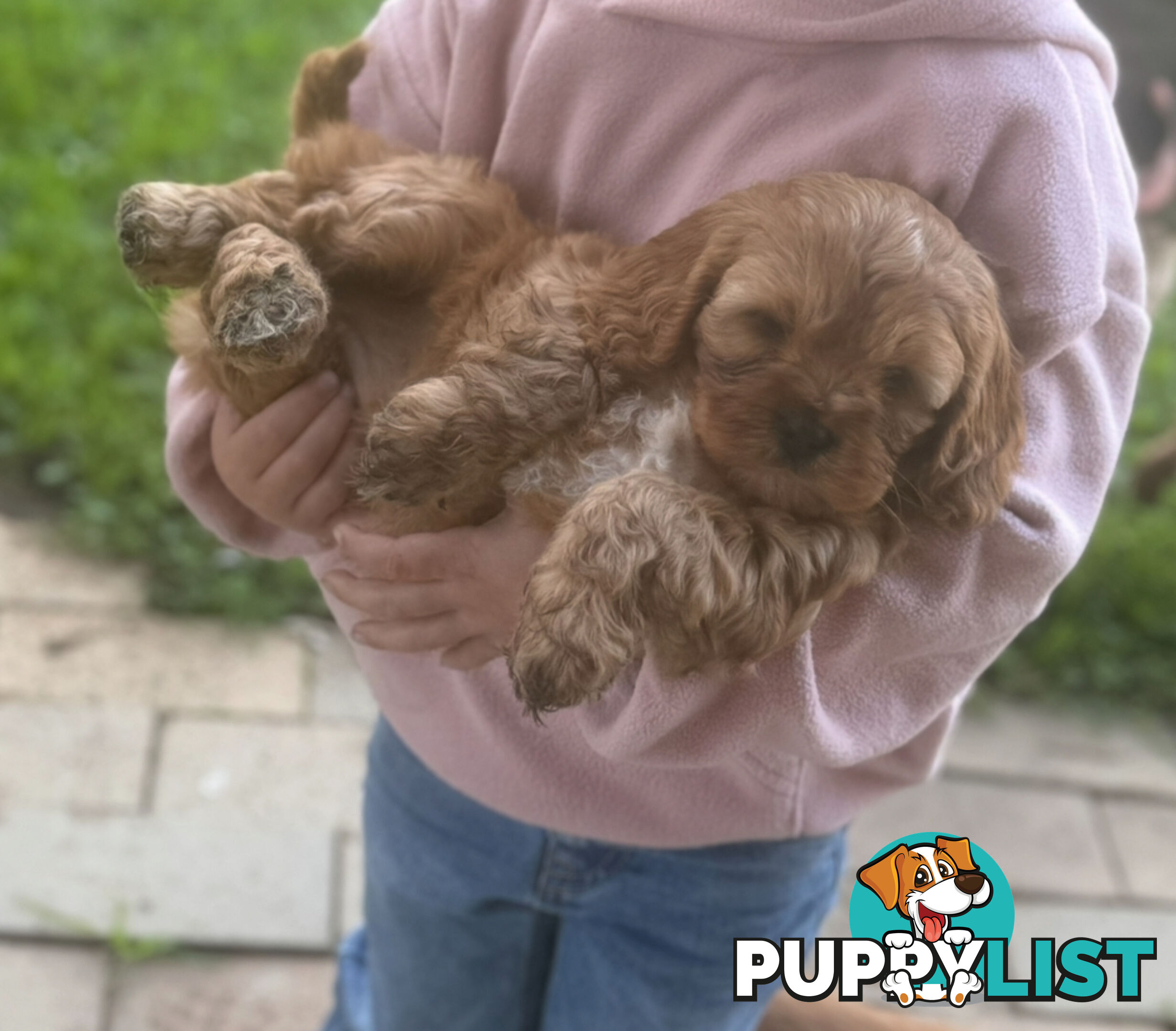 Cavoodle puppies