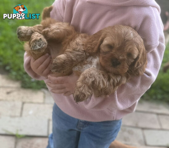 Cavoodle puppies