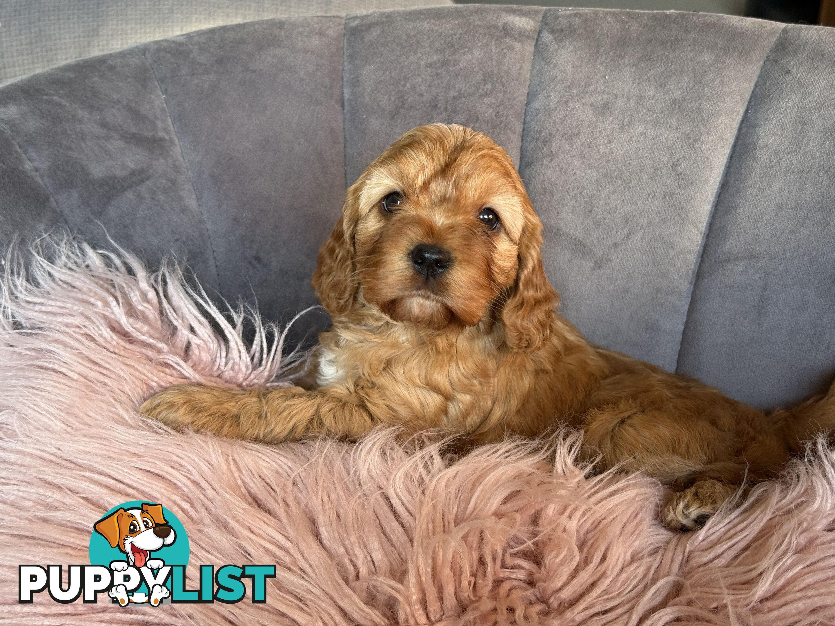 Cavoodle puppies
