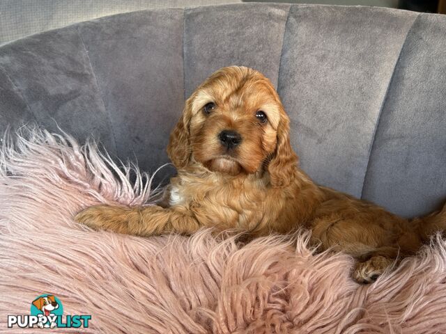 Cavoodle puppies