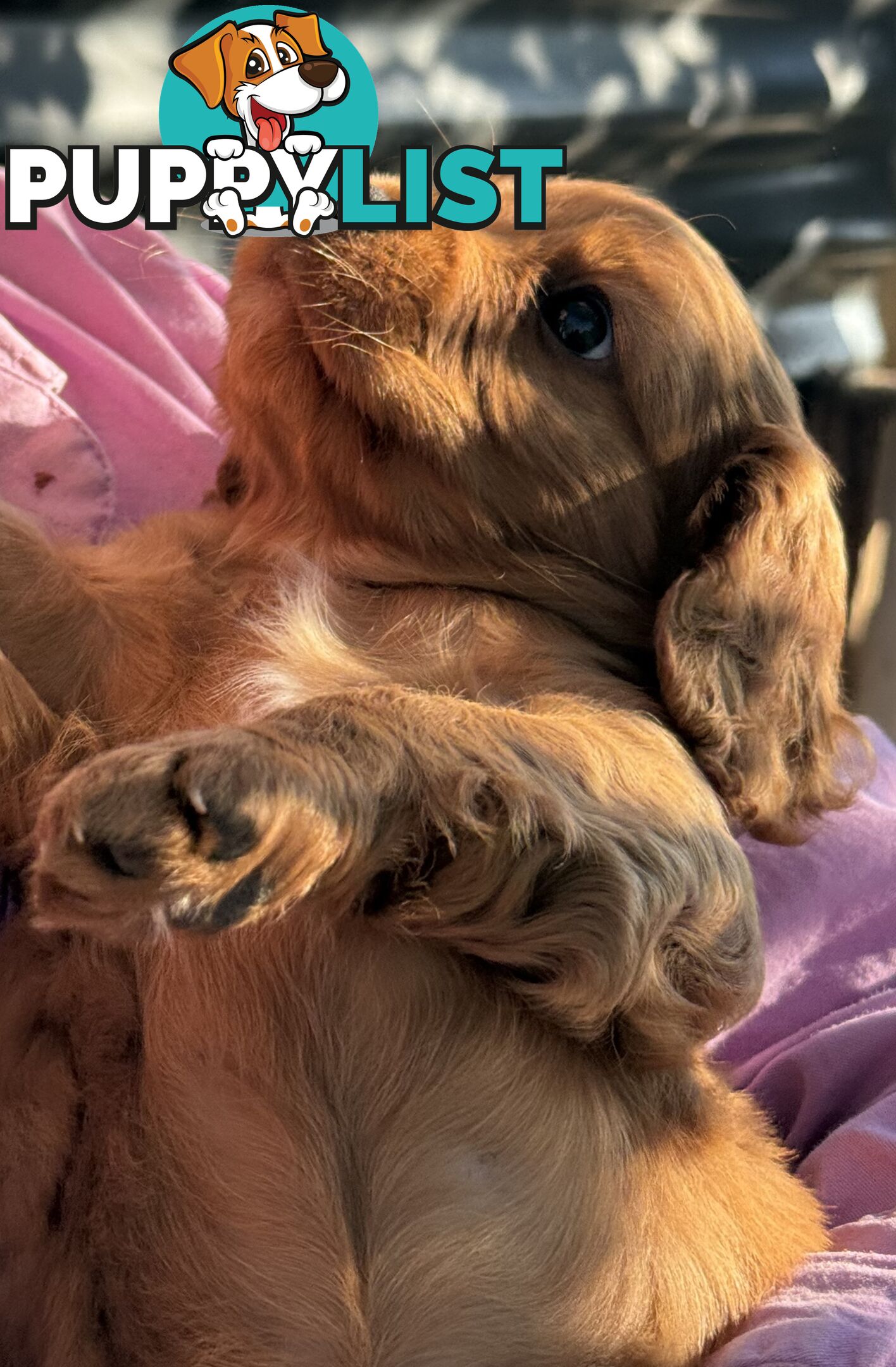 Cavoodle puppies