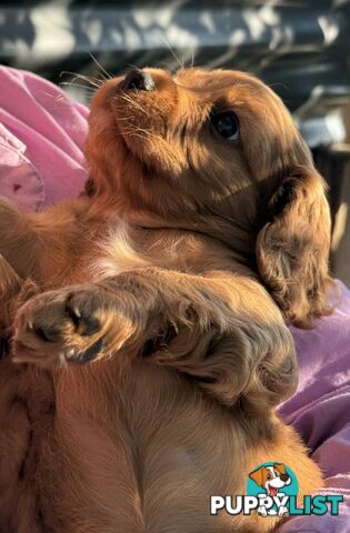 Cavoodle puppies