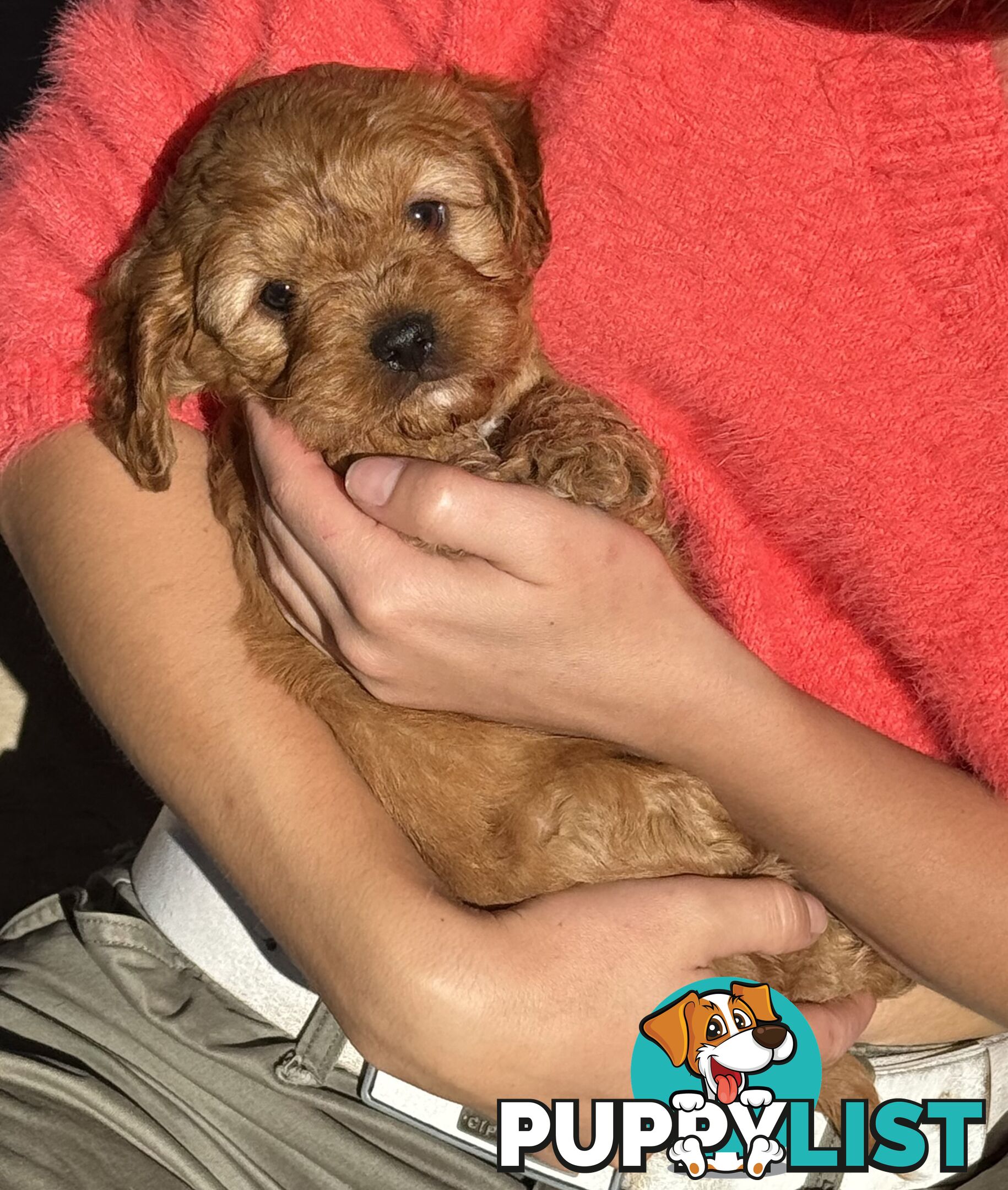 Cavoodle puppies