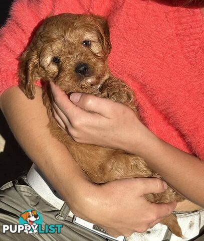 Cavoodle puppies