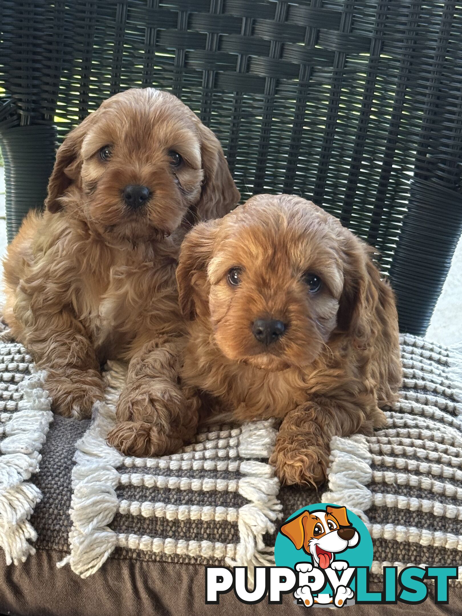 Cavoodle puppies
