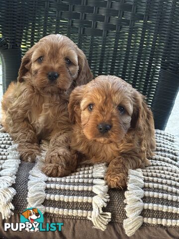 Cavoodle puppies