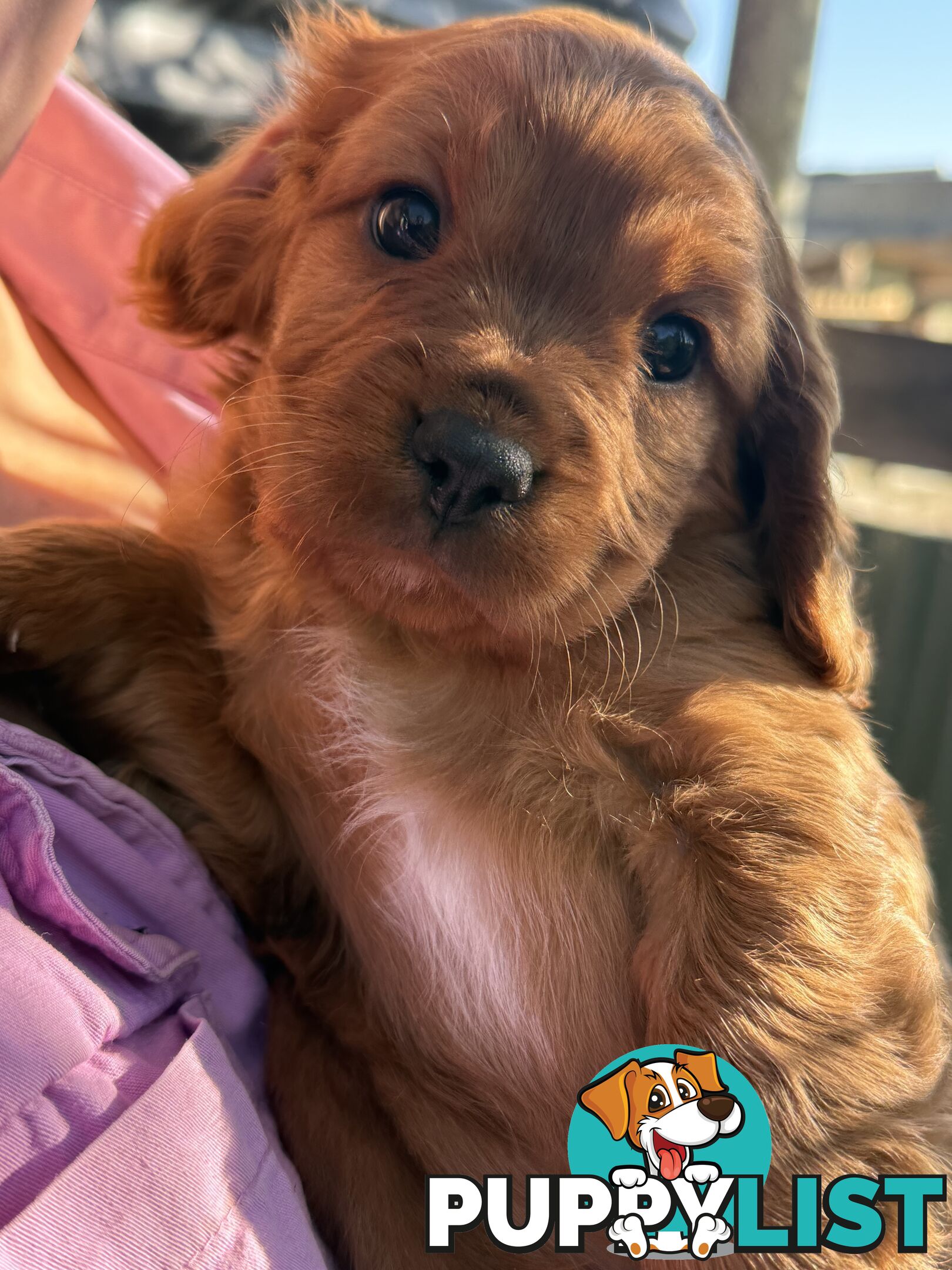 Cavoodle puppies