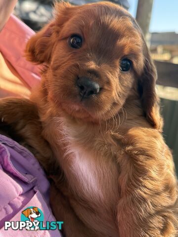 Cavoodle puppies