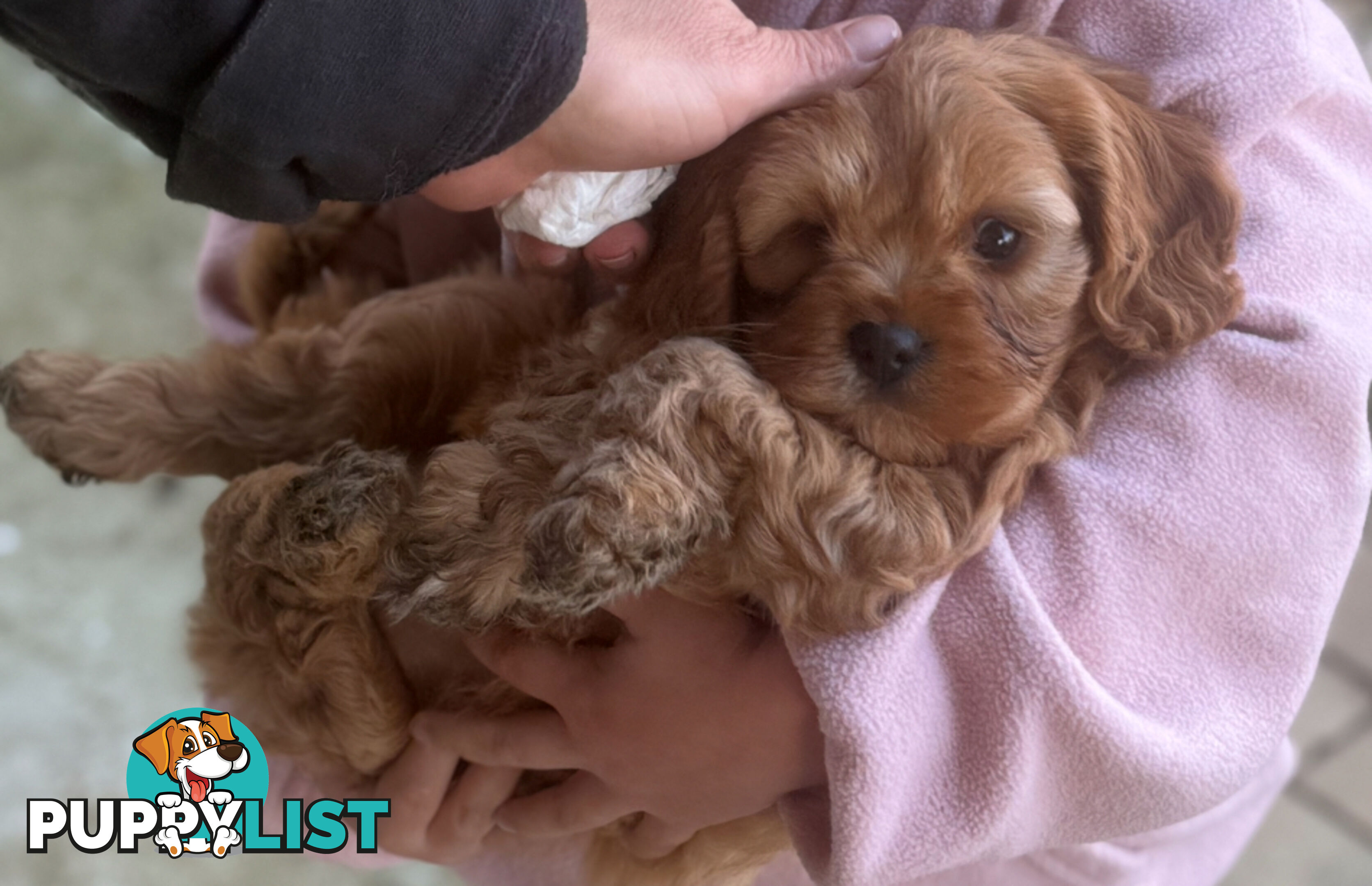 Cavoodle puppies
